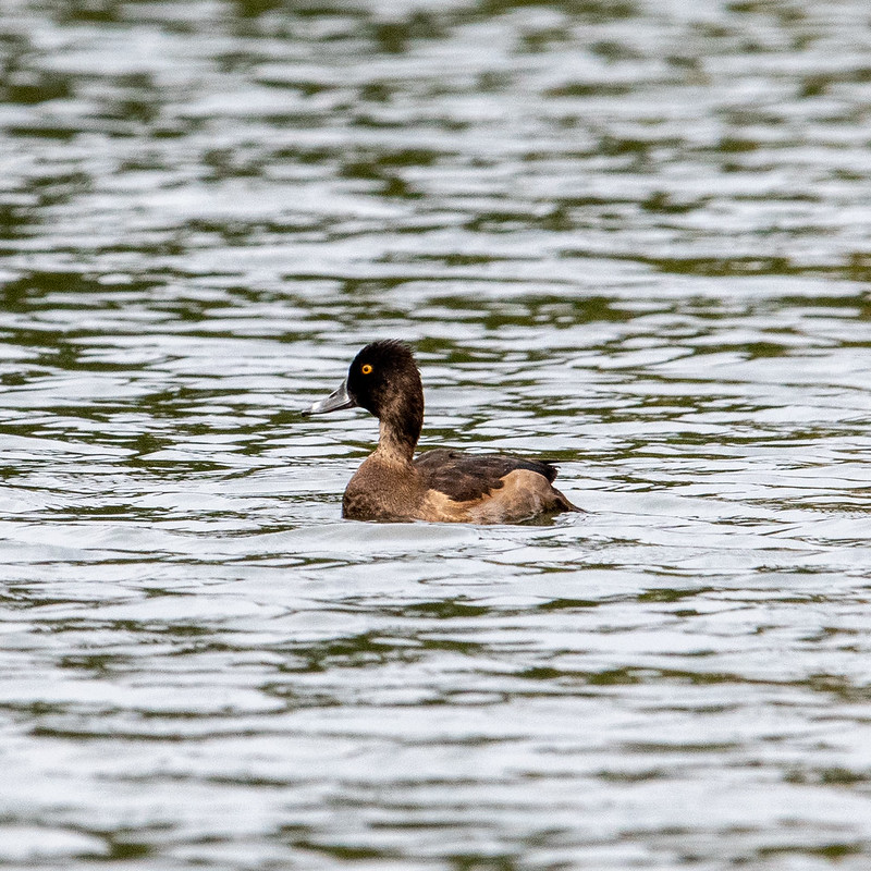 ring-necked-duck-6585