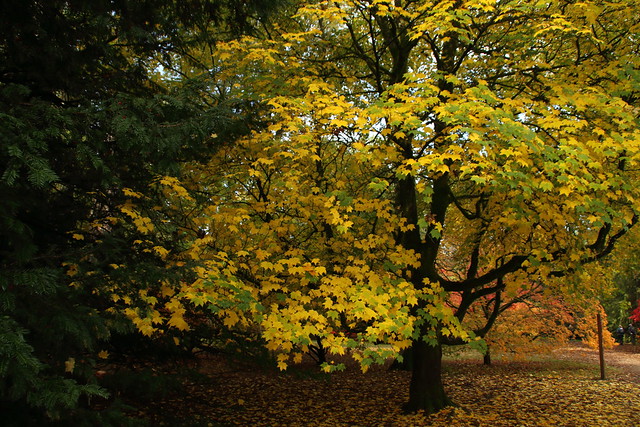 Westonbirt, The National Arboretum / Gloucestershire / 30-Oct 2021