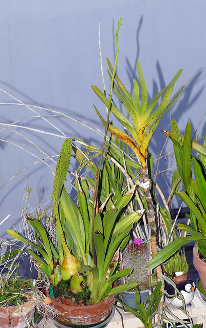 Cyrtochilum revolutum 'Lea Straight' species orchid spike