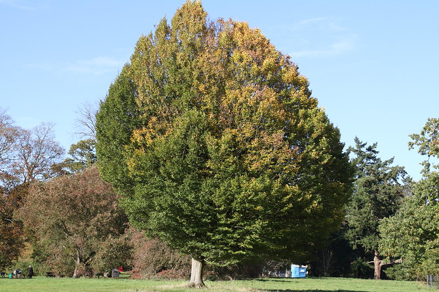 Westonbirt, The National Arboretum / Gloucestershire / 30-Oct 2021