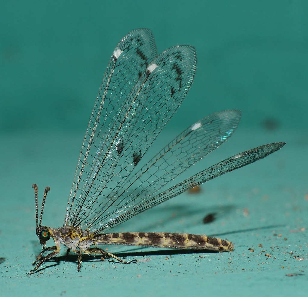 White spot wing ant lion lacewing Myrmeleon sp Myrmeleonti… | Flickr