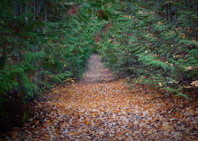 Leaf Strewn Path Down SR600205