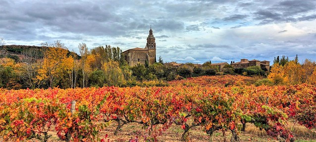 Viñedos tras la vendimia en Abalos.  La Rioja.