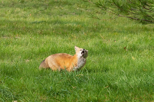 Red Fox | by lennycarl08