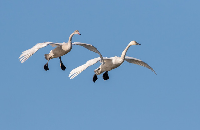 Tundra Swans - Adult and Juvenile