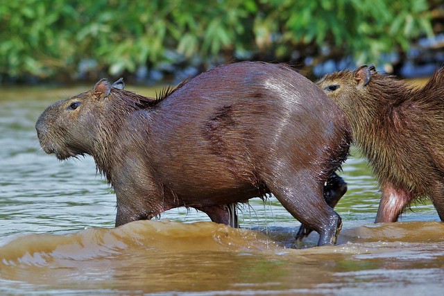 Two Capybaras Entering The Water (Hydrochoerus hydrochaeris)