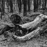 Pile of Tree Limbs - 2021-03-27