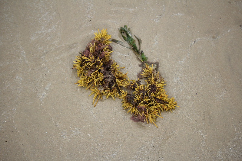 Zig-zag Seaweed (Cystophora torulosa)