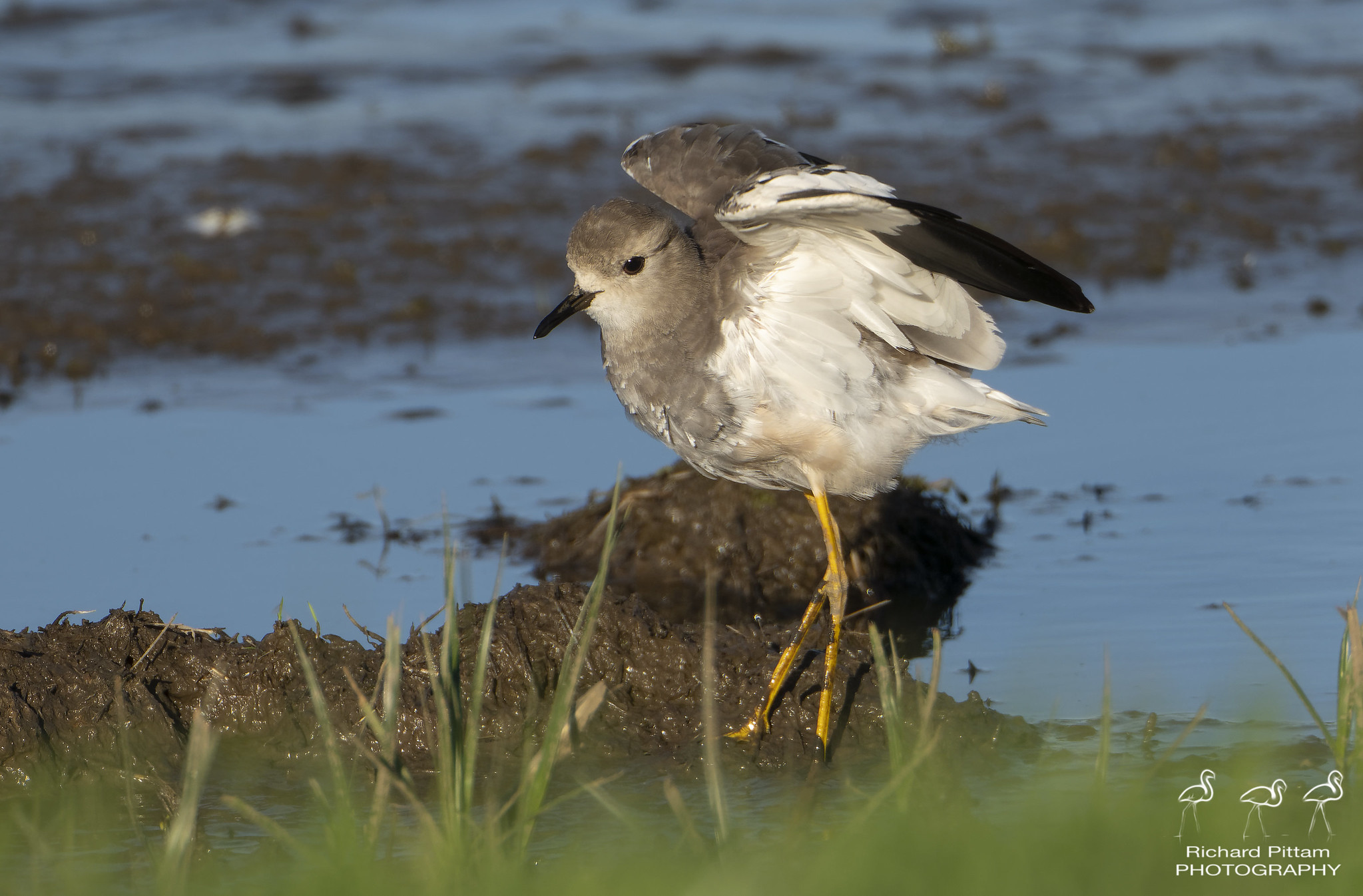 White-tailed Lapwing [Plover] - a tricky customer in flight...