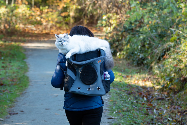 The new Cat Backpack