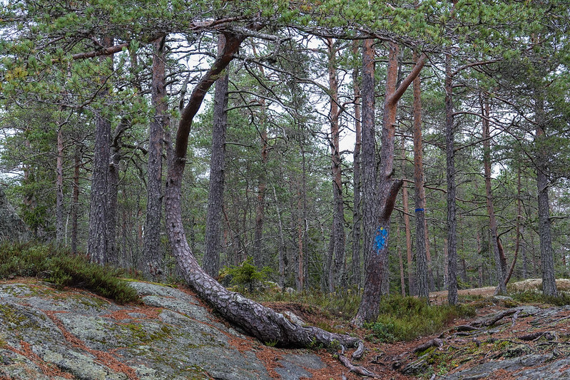 A bumerang tree