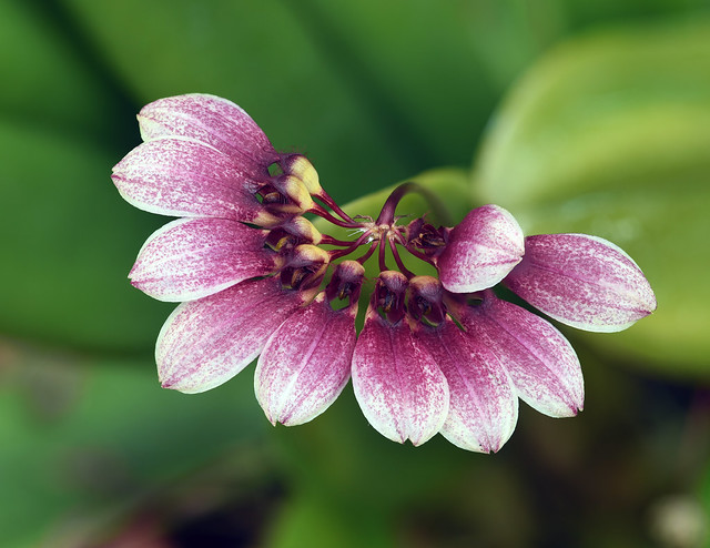 Bulbophyllum cf. flabellum-veneris