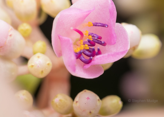 Medinilla myriantha flower detail