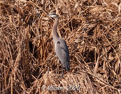 Shoreline-blue-heron