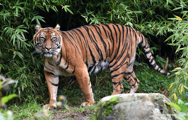 Sumatran tigress - Diergaarde Blijdorp