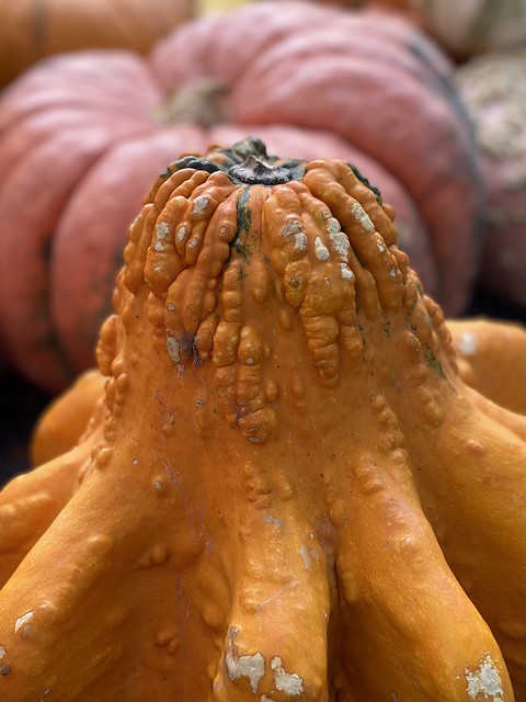 Pumpkin season (2)