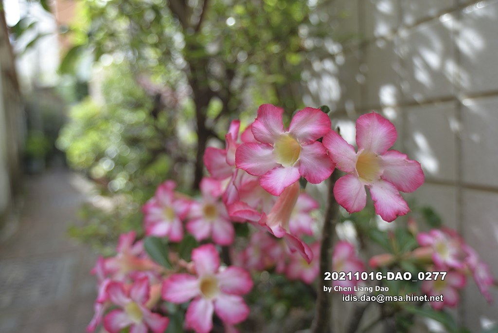 20211016-DAO_0277 花園裡盛開粉紅色的沙漠玫瑰花