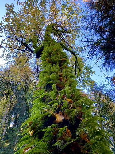 Ferns growing on a tree