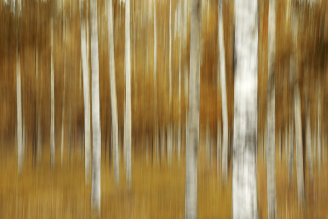 Autumn birch (ICM)