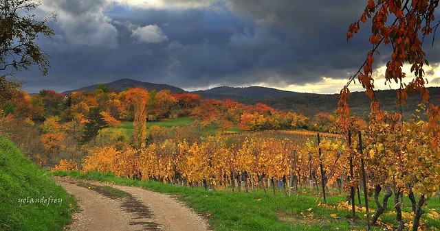 L'automne et sa palette de couleurs.....