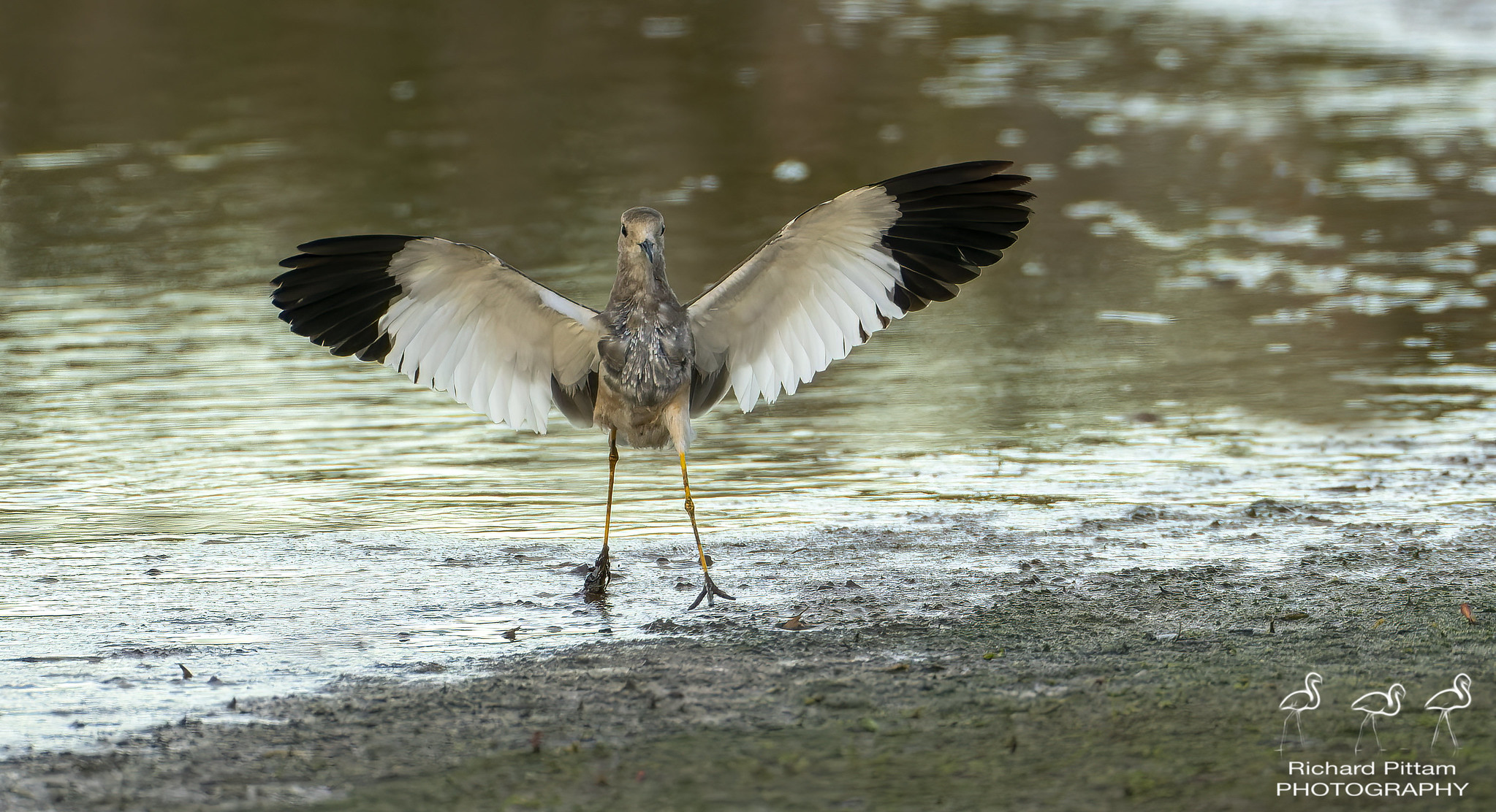 White-tailed Lapwing [Plover] - a tricky customer in flight...