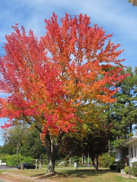 Maple Tree Heaven