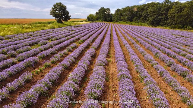 Lavender field in Bulgaria