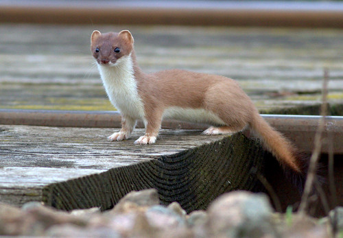 Stoat. | by neil.rolph
