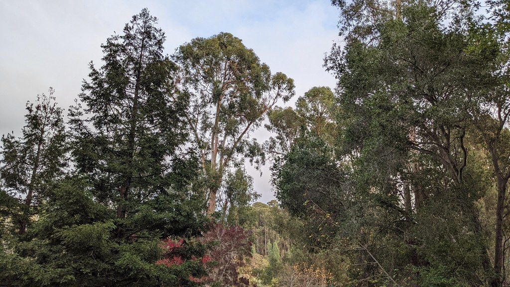Lake View Trail, near Lake Chabot Trail Run