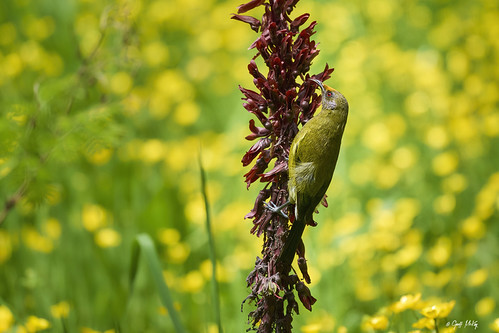 NZ Bellbird (Korimako) | by Geoff J Mckay