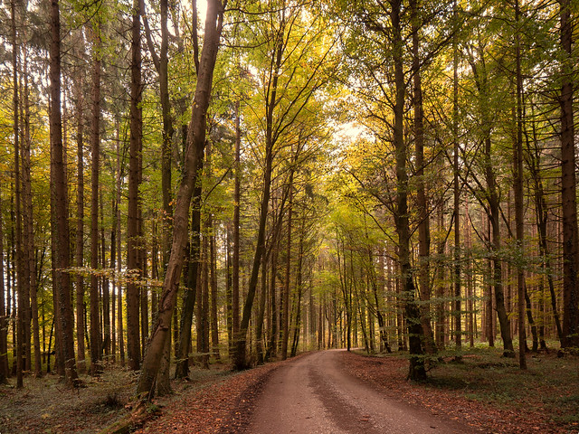 Autumnal walk in the forest / Herbstlicher Waldspaziergang