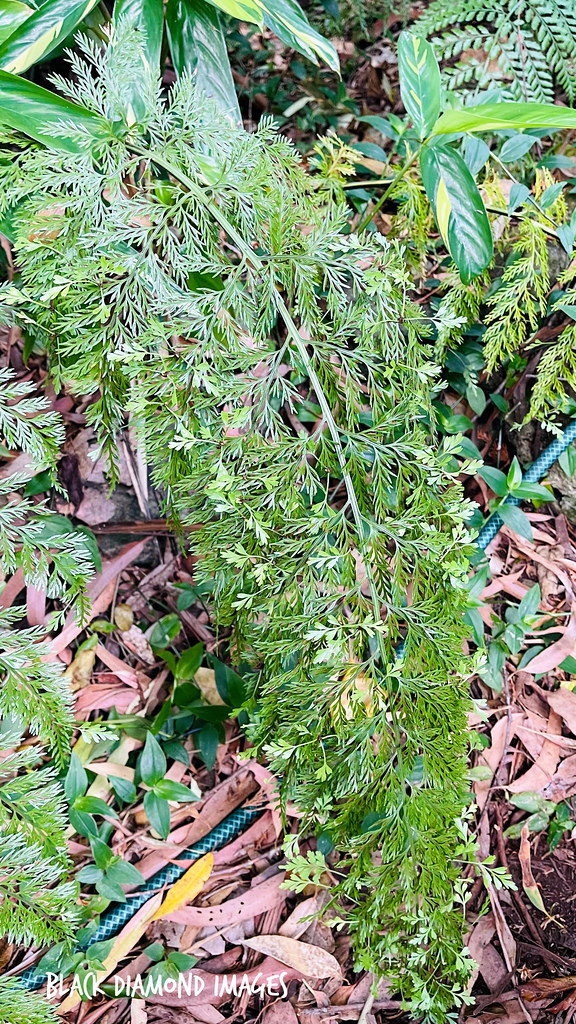 Asplenium gracillimum formerly known as Asplenium bulbiferum subsp. gracillimum - Mother Spleen Wort