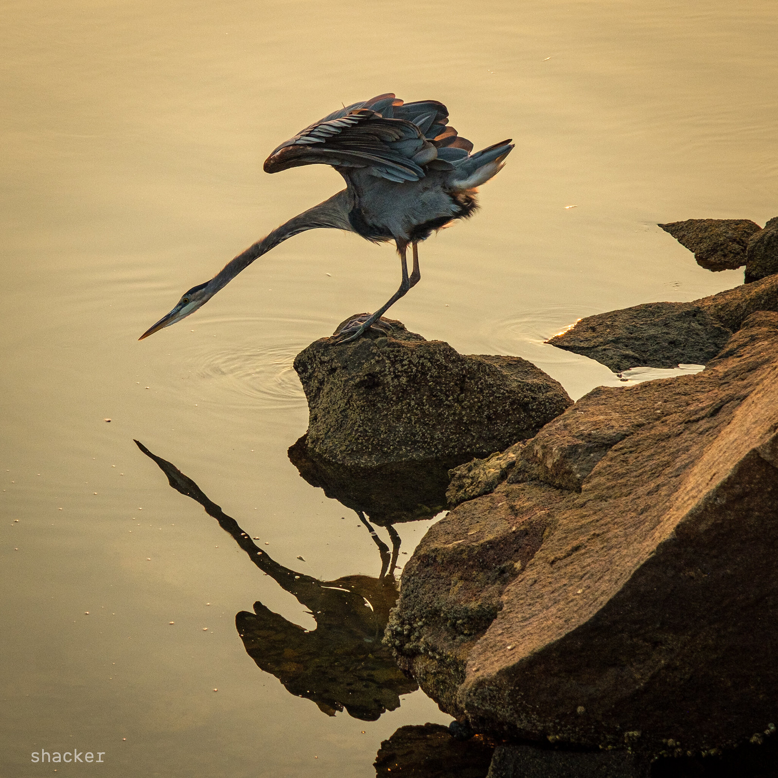 Great blue heron, water’s edge (II)