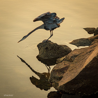 Thumbnail image for album (Great blue heron, water’s edge (II))