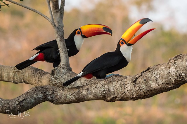 Two Toco Toucans
