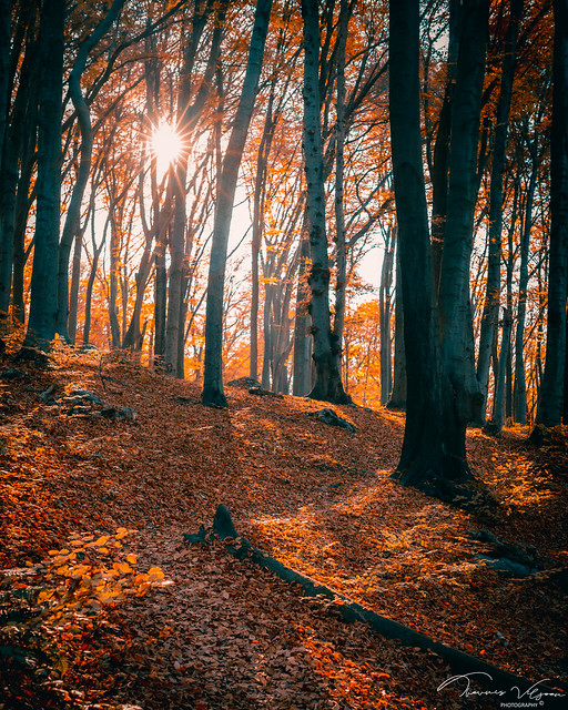 Autumn walk in the Wolski Forest.jpg