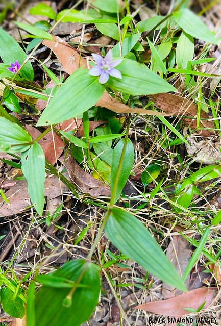 Schelhammera undulata -  Lilac Lily