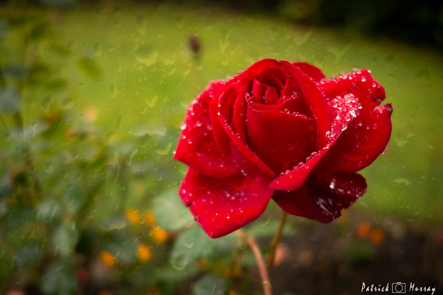 A Red Rose in the Rain