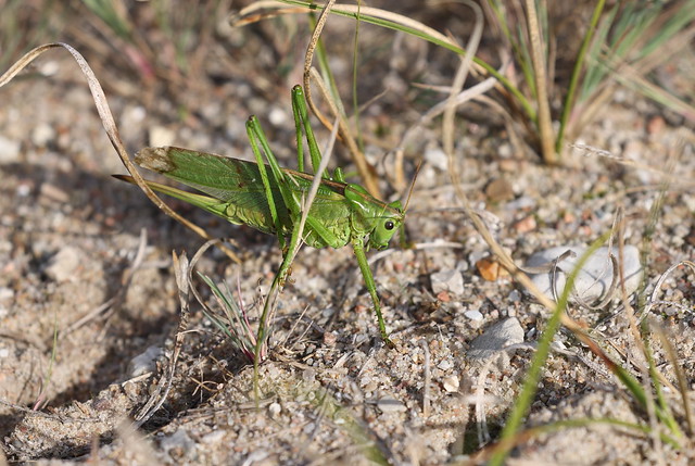 Stor grøn løvgræshoppe (Great Green Bush-cricket / Tettigonia viridissima)