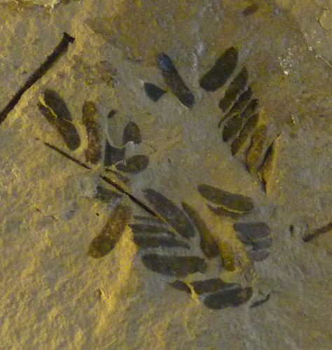 Acacia parschlugiana (10-9-21 Naturistorisches Museum Wien, leg in Parschlug)