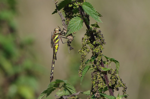 wild nature female insect dragonfly wildlife wwt migranthawker welneywashes