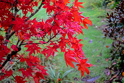 japanesemaple red tree fallcolor fall oregon rainieroregon
