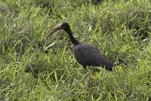 Bare-faced Ibis (Phimosus infuscatus)