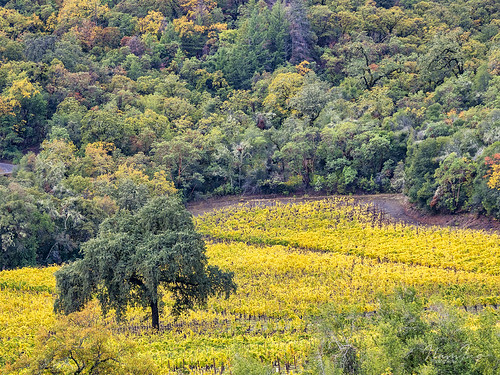 Fall in Mendocino | by In Memoriam: Nam Ing