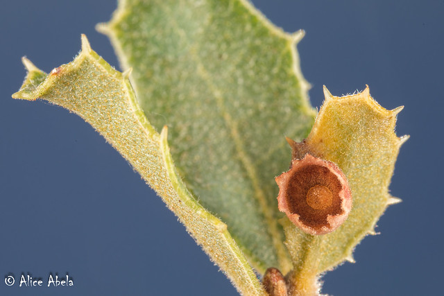 Saucer Gall Wasp (Feron gigas) - Gall on Tucker's Oak (Quercus john-tuckeri)