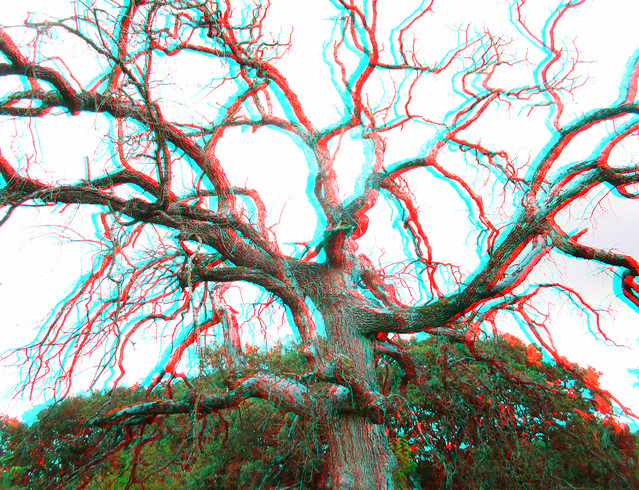 OLD DECEASED OAK TREE BRANCHES 3D RED CYAN ANAGLYPH
