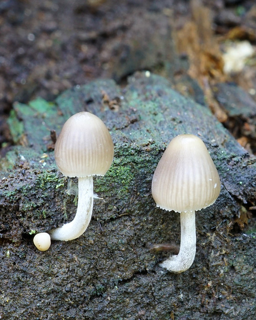 Funghi mycena sopra un tronco d'albero