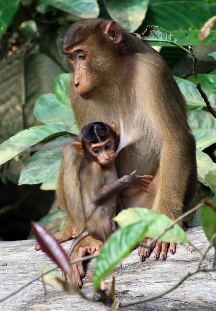 Pig-tailed Macaque - Macaca nemestrina