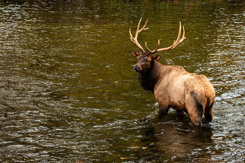 Elk - Cherokee North Carolina