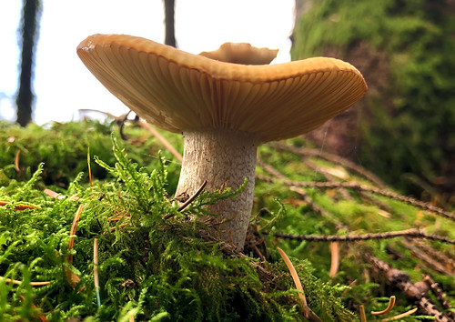 Autumn Forest Mushroom | by Dave Russell ( 2 million views thanks)
